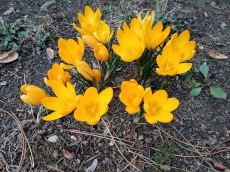 Pohádkové jaro na zahradě